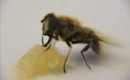 Buzzy buzzy bee! Yummy Honey!