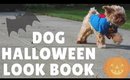 My Dogs Try On Halloween Costumes | Dog Video