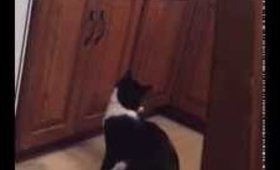 Cat vs kitchen
