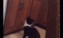 Cat vs kitchen