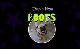 Chuy's New BOOTS (Puggle wearing boots)