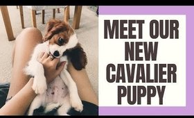 MEET OUR NEW PUPPY!!!⎮ROMPER THE CAVALIER