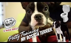 POTTY TRAINING NIGHTMARE | POTTY TRAINING MY BOSTON TERRIER