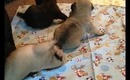 4 week old Pug Puppies