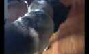 Vlog 65- cute dogs