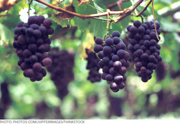 Going Grape: Nature’s Most Powerful Beauty Ingredient