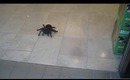 GIANT SPIDERS!! - Graceland