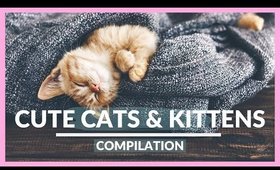 CUTE CATS COMPILATION 2020 | [Cute Kittens Videos 😍]