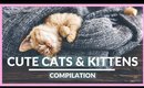 CUTE CATS COMPILATION 2020 | [Cute Kittens Videos 😍]