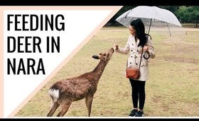 Feeding Deer in Nara Japan! | Japan Vlog #005