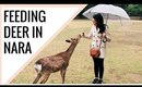 Feeding Deer in Nara Japan! | Japan Vlog #005