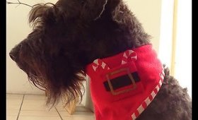 DIY Christmas Bandana for Dogs!