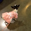 Cute Doggy Fashion 🎀💕🐩:P