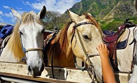 HORSEBACK RIDING AT KUALOA RANCH (HAWAII)| WANDERLUSTYLE VLOG