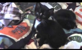 Our new Edtion To our fAmily Our kittens Snarf and Stripes  Also  IN H D 1080p:)