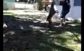 My dog Boxer just playing
