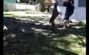 My dog Boxer just playing