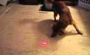 Simba VS laser pointer!