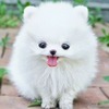 Angelic J.