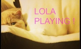 MY CUTE EXOTIC SHORT-HAIR KITTEN PLAYS UNTIL EXHAUSTION