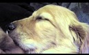 Jackson Falling Asleep