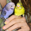 Color Club | Nail Art Spring Bird 