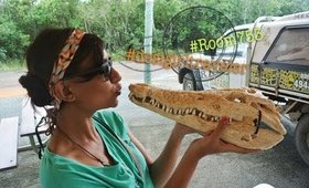 Wild Crocodile Safari in Queensland!