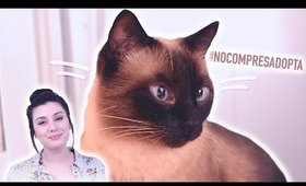 ¡TAG DE LA MASCOTA! ♡ Adopción de animales | ¿Mudarse con un gato?