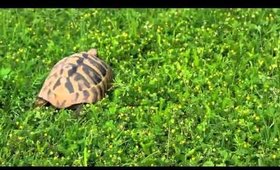 ☺ eine sehr verwöhnte schildkröte ☺