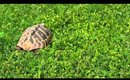 ☺ eine sehr verwöhnte schildkröte ☺