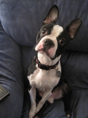 Kenobi!! The cutest Boston Terrier ever!