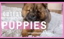 CUTEST PUPPIES EVER | [Puppies Compilation 2020😍]