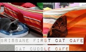Brisbane first cat cafe | Cat Cuddle Cafe