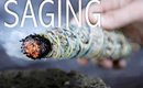How to: SAGE - SMUDGE to cleanse my space