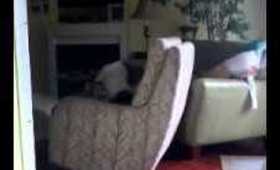 Digbe my dog being interesting.....