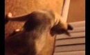 My husky puppy vs laser pin