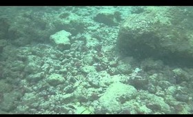 Hanauma Bay Underwater Video of Fishes 6.20.13 Part 8