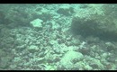 Hanauma Bay Underwater Video of Fishes 6.20.13 Part 8