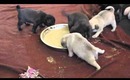 Pugs First Feeding