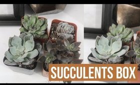 August Succulents Box Review and Unboxing | heysabrinafaith