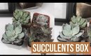 August Succulents Box Review and Unboxing | heysabrinafaith