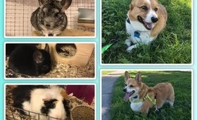 Corgis, Chinchillas, and a Guinea Pig, Oh My!