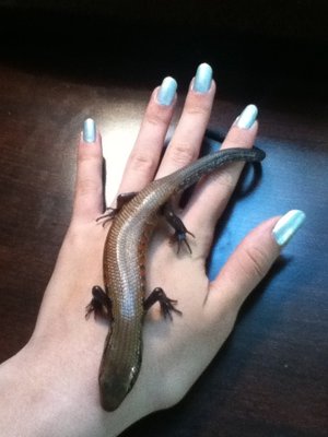 Icy blue nails with my pet Fire Skink in my hand :)
