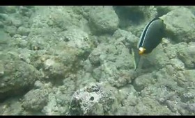 Hanauma Bay Underwater Video of Fishes 6.20.13 Part 4