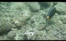 Hanauma Bay Underwater Video of Fishes 6.20.13 Part 4