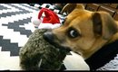 Rocko's Puppy Life: Vlogmas Day 9