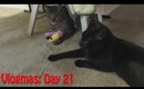 Vlog: Tardis Makes a New Friend! (Vlogmas Day 21)