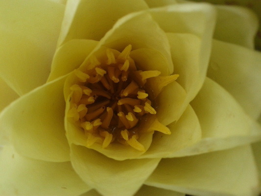 Miranda  S.