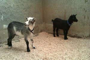 Our Goats. 
Grey one: Jorma (Yorma).
Little Black one: Akiva.