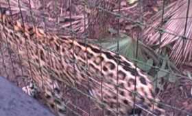 Junior the Jaguar in Belize Zoo.AVI